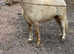 Registered sec A palomino lead rain mare
