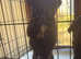 Need to find new homes!!!! Lab X Collie
