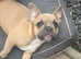 KC Registered French Bulldog puppies