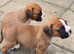 Boxer puppy