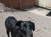 Lab x lurcher for rehome