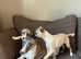 2 beautiful whippet pups for sale