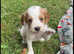 Working Sprocker puppies *3 girls left*