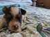 Parti coloured Biewer terrier pups