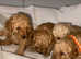 Toy poodles for sale (3 left)