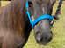 Beautiful Falabella Companion Mare For Sale