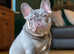 Lilac and tan health tested kc registered male