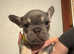 KC  Registered Frenchies ready for their new home
