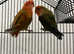 Stunning Beautiful Pair Lovebird,16
