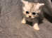 3 Persian kittens