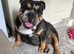 Kc registered beautiful English bulldog pups