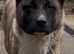 AKITA GIRL (American Akita)