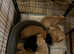 Cocker spaniel x Labrador puppies