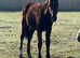 Yearling filly to make 15.2
