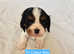KC Registered Cavalier Puppies from Champ line