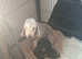 Bedlington terrier puppies