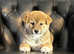 Japanese Shiba Inu male puppies for sale