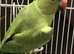 Ringneck with cage