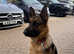 Beautiful German shepherd