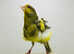 Canaries