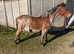 2 yr old New forest colt