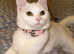 Turkish angora mum cat