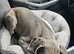 LAST  BLUE GREAT DANE PUP LEFT