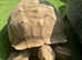 Sulcata Tortoise (Breeding pair)