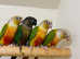 Stunning baby conure parrot