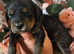 F1 Black and Tan mini Cockapoos 30dna health tested clear