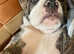 Alapha blue blooded bulldog puppie looking for loving home