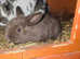 Baby rabbits