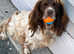 Springer