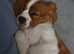 Tiny cavalier king Charles female
