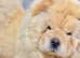 STUNNING KC TEDDY FACED CREAM CHOW FEMALE!!!!