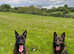 Dutch Shepherd x German Shepherd Puppies