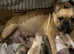 French bulldog cross pug ready now