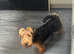 Female Welsh Terrier