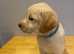 Labradoodle Pup for sale
