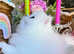 Title Luxury Silver Shaded ns1133 Rare British kittens