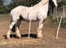 Stunning 14.1 sporty cob mare