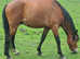 Lovely hackney pony looking for children or small adult 12.2