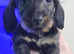 3dachshund puppies for sale ready 2 leave now