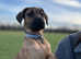 Cane corso x lab
