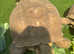 Sulcata Tortoise (Breeding pair)