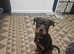 Female rottweiler
