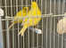 2 pairs of canaries