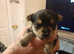 Miniature/micro chockie puppies