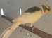 Beautiful Canaries for sale