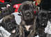 Cane corsos puppies